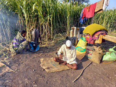 म्हणून मेळघाटातील गुराखी रविवारी दूध विकत नाहीत!