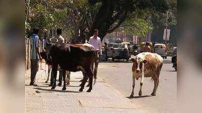 ಗೋಹತ್ಯೆ ನಿಷೇಧ ಎಫೆಕ್ಟ್! ವಯಸ್ಸಾದ ಜಾನುವಾರು, ಗಂಡುಕರುಗಳನ್ನು ಸಾಕಲಾಗದೆ ಬೀದಿ ಪಾಲು!