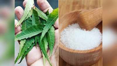 कोविड काल में रोगों से बचाएगी Neem, शक्‍कर या मिश्री के साथ खाएंगे तो बढ़ेगी Immunity