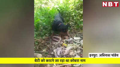 मालिक की बेटी को बचाने के लिए नाग से लड़ा कुत्ता, आधे घंटे की लड़ाई के बाद दोनों की हुई मौत