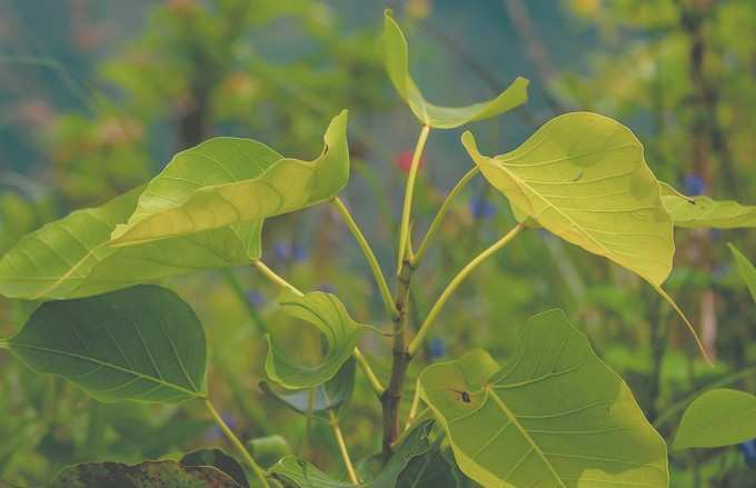 ​3. ದುರಾದೃಷ್ಟ ದೂರಾಗುವುದು