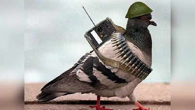 Punjab News: पाकिस्‍तान से उड़कर आया जासूस कबूतर....जा बैठा BSF जवान के कंधे पर, पुलिस करेगी FIR!