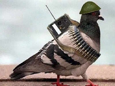 Punjab News: पाकिस्‍तान से उड़कर आया जासूस कबूतर....जा बैठा BSF जवान के कंधे पर, पुलिस करेगी FIR!