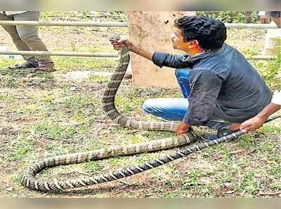 తూ.గో: బాబోయ్ కింగ్ కోబ్రా.. భయంతో జనాలు పరుగులు