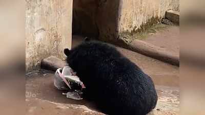 അനാക്കോണ്ടയ്ക്ക് എസി, കടുവയ്ക്ക് ഷവര്‍, കരടിക്ക് ഐസിട്ട് തണ്ണിമത്തന്‍; സൂപ്പര്‍ കൂളായി മൃഗശാലയിലെ മൃഗങ്ങൾ, വീഡിയോ