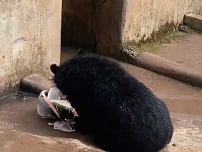 അനാക്കോണ്ടയ്ക്ക് എസി, കടുവയ്ക്ക് ഷവര്‍, കരടിക്ക് ഐസിട്ട് തണ്ണിമത്തന്‍; സൂപ്പര്‍ കൂളായി മൃഗശാലയിലെ മൃഗങ്ങൾ, വീഡിയോ