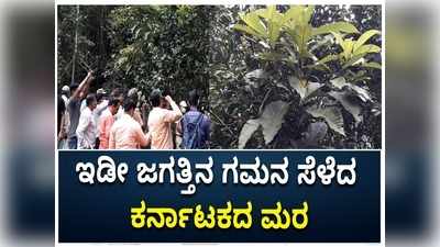 ಜಗತ್ತಿನ ಗಮನ ಸೆಳೆದ ಕರ್ನಾಟಕದ ಮರ, ಕತ್ತಲೆ ಕಾನ್ಸೀಸ್‌ ಸೆಮಿಕಾರ್ಪಸ್‌ ಮರ ಎಲ್ಲಿದೆ ಗೊತ್ತಾ..?