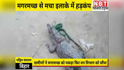 West Champaran News: जब गांव में अचानक ही घुस आया मगरमच्छ तो मचा हड़कंप, ग्रामीणों ने ऐसे किया काबू