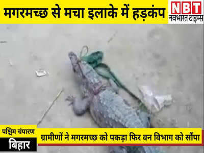 West Champaran News: जब गांव में अचानक ही घुस आया मगरमच्छ तो मचा हड़कंप, ग्रामीणों ने ऐसे किया काबू