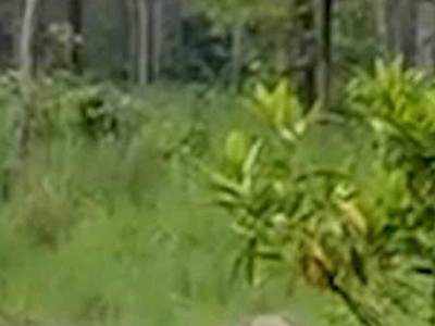 गडचिरोली: जांभिया-गट्टा जंगलात चकमक; २ नक्षलवाद्यांना कंठस्नान 