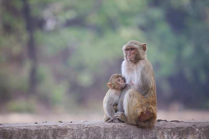 ​6. ಕೋತಿಗಳಿಗೆ ಆಹಾರ ನೀಡುವುದರ ಪ್ರಯೋಜನ