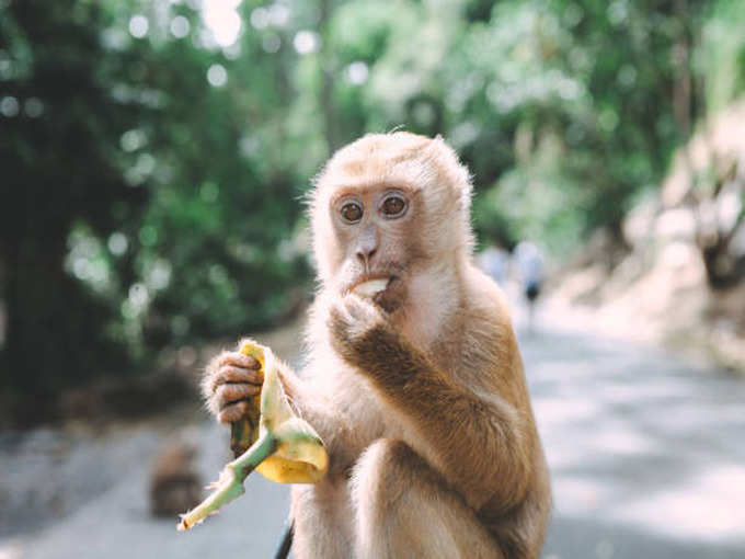 माकडांना खाऊ घालण्याचं महत्व