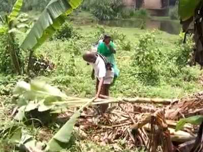 നേര്യമംഗലത്ത് വീണ്ടും കാട്ടാന; വൻ കൃഷിനാശം, നാട്ടുകാർ ആശങ്കയിൽ,  വീഡിയോ കാണാം