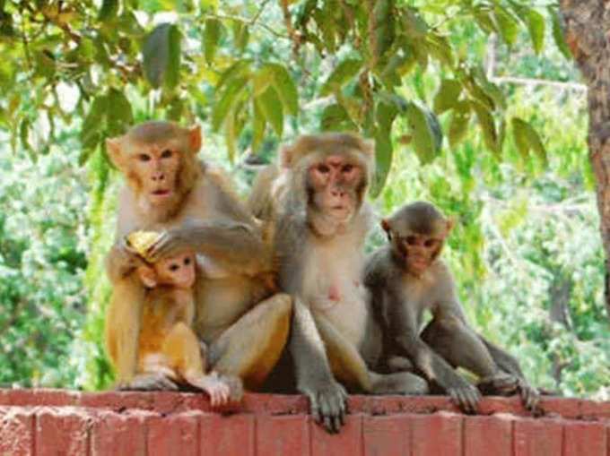 ​குரங்குகளுக்கு உணவளிப்பதன் முக்கியத்துவம் - Importance Of Feeding The Monkey