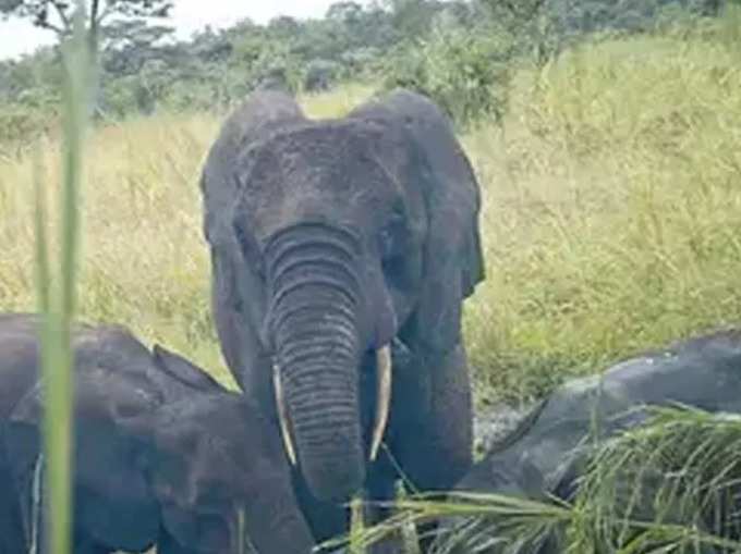 ​யானைகளுக்கு உணவளிப்பதன் முக்கியத்துவம் - Importance Of Feeding Elephants