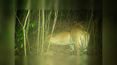 tiger in sindhudurg: सिंधुदुर्गाच्या जंगलात वाघाचा संचार, शिकार गाईसह कॅमेऱ्यात कैद