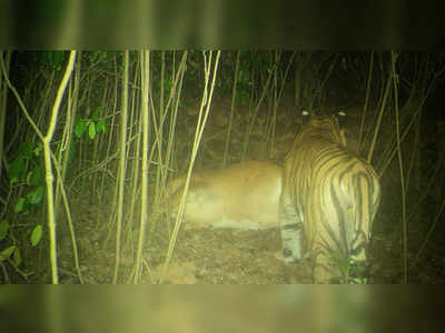 tiger in sindhudurg: सिंधुदुर्गाच्या जंगलात वाघाचा संचार, शिकार गाईसह कॅमेऱ्यात कैद