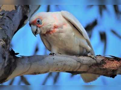 ಆ ಜನವಸತಿ ಪ್ರದೇಶವನ್ನು `ಆಕ್ರಮಿಸಿಕೊಂಡ ಸಾವಿರಾರು ಹಕ್ಕಿಗಳು! : ಅಚ್ಚರಿಯ ದೃಶ್ಯವಿದು