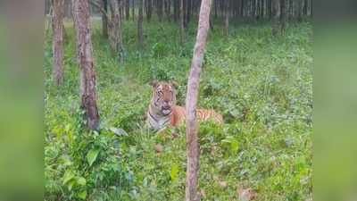 Covid ঝড়ে অনির্দিষ্টকালের জন্য বন্ধ বেঙ্গল সাফারি