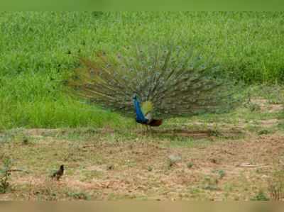 தோகை விரித்தாடும் மயில்... காரணம் தெரிஞ்சா ஹேப்பி ஆயிடுவீங்க!