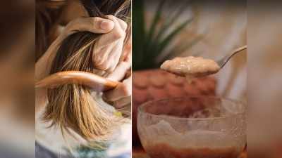 Split Ends Hair Treatment दुभंगलेल्या केसांमुळे आहात त्रस्त? स्वयंपाकघरातील या ५ गोष्टी ठरतील अतिशय उपयुक्त