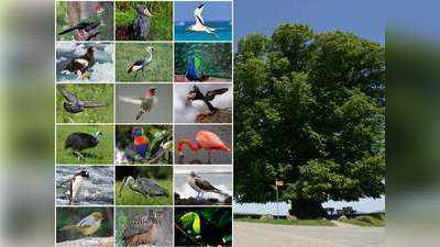 Birds For Navagraha: கிரகங்களுக்குரிய பறவைகள் மற்றும் தாவரங்கள்