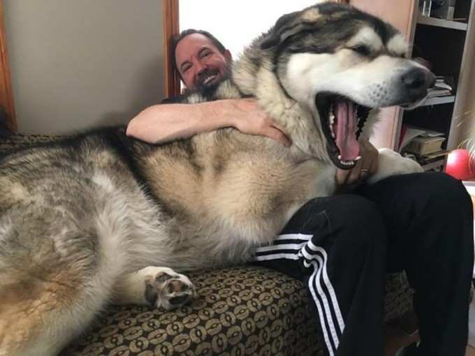 इतना बड़ा कुत्ता...