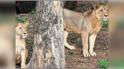 Coronavirus in Lion: जानवरों में भी फैलने लगा कोरोना? हैदराबाद के इस चिड़ियाघर में 8 शेर कोरोना पॉजिटिव