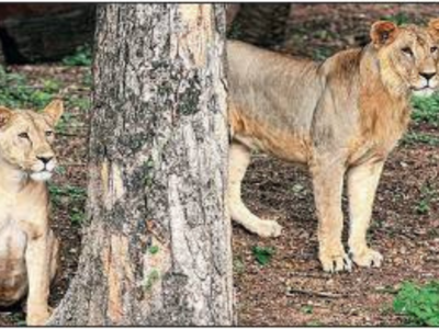 Coronavirus in Lion: जानवरों में भी फैलने लगा कोरोना? हैदराबाद के इस चिड़ियाघर में 8 शेर कोरोना पॉजिटिव