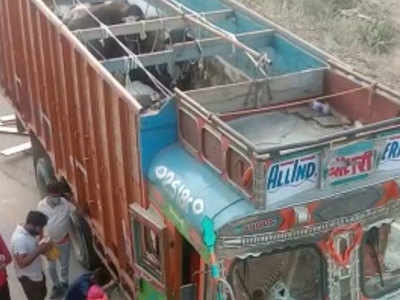 Agra News: गो तस्करों ने फिल्मी स्टाइल में ट्रक दौड़ाते हुए की फायरिंग, ट्रक छोड़ भागे शातिर