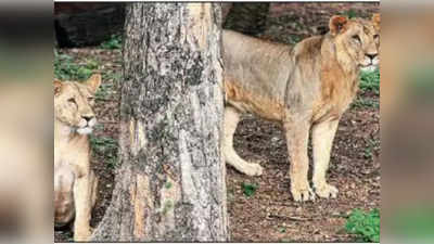 hyderabad lions test positive for covid : वन्यप्राण्यांनाही संसर्ग! हैदराबादमधील ८ सिंह करोना पॉझिटिव्ह