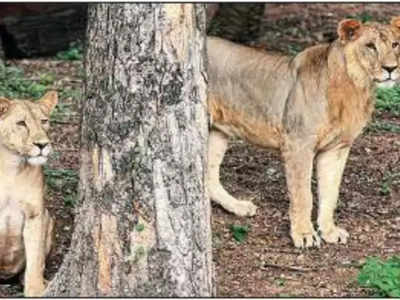 hyderabad lions test positive for covid : वन्यप्राण्यांनाही संसर्ग! हैदराबादमधील ८ सिंह करोना पॉझिटिव्ह