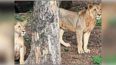 lions test positive for covid : वन्यप्राण्यांनाही संसर्ग! हैदराबादमधील ८ सिंह करोना पॉझिटिव्ह