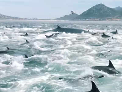 Video: शिकार के लिए सैकड़ों डॉल्फिन ने मछलियों को घेरा...फिर आ गईं तीन वेल, कैमरे में कैद अद्भुत नजारा