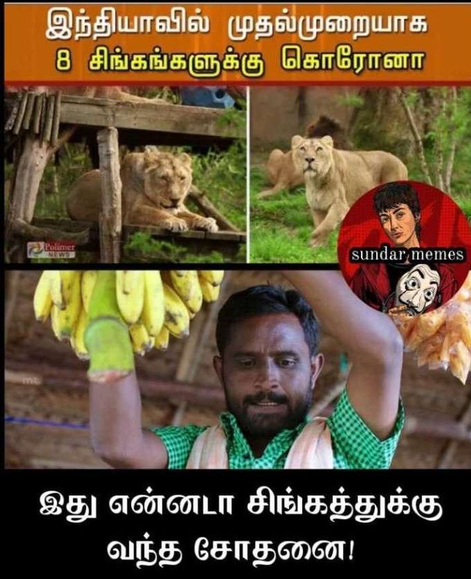 சிங்கத்துக்கு கொரோனா வைரல் மீம்ஸ்!