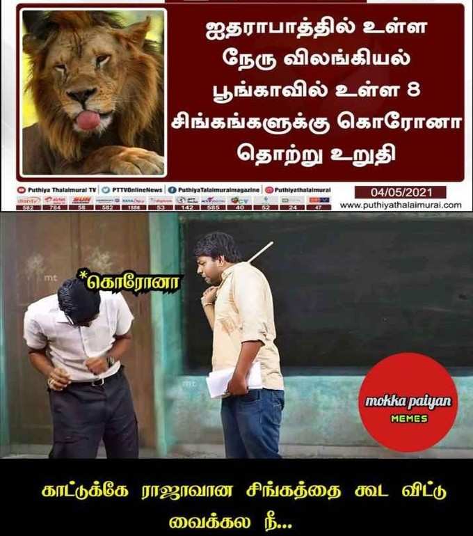 சிங்கத்துக்கு கொரோனா வைரல் மீம்ஸ்!