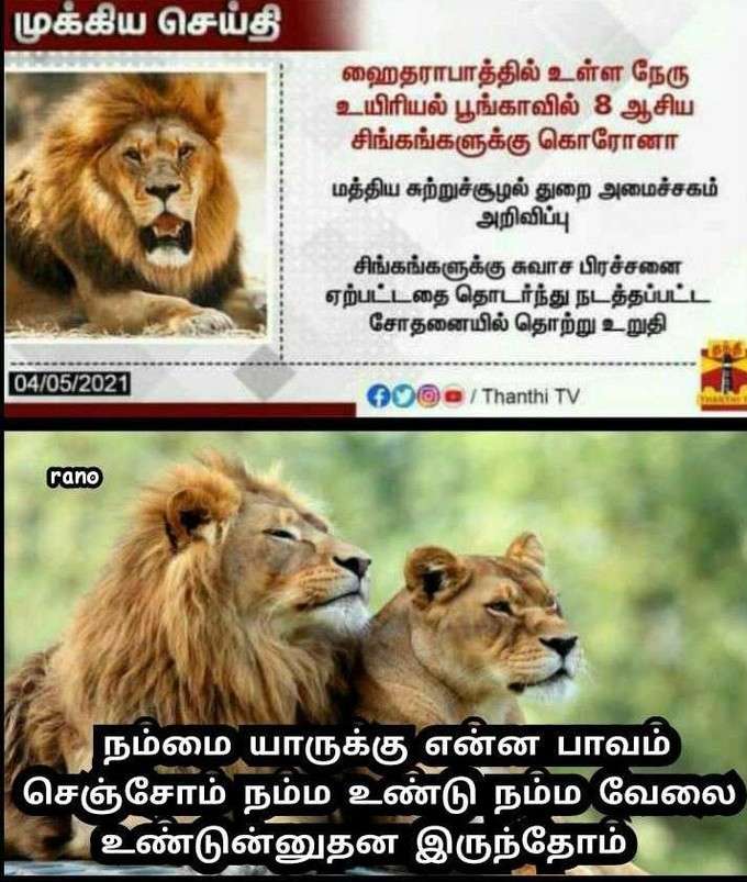 சிங்கத்துக்கு கொரோனா வைரல் மீம்ஸ்!