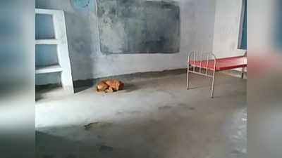 Exclusive - बिहार के आइसोलेशन सेंटर का एक ऐसा कंट्रोल रूम जहां फोन की घंटी बजने पर भौंकते हैं कुत्ते