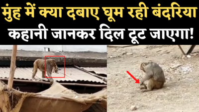 Monkey Viral Video: 10 दिन से मरे हुए बच्चे को सीने से लगाए घूम रही ये बंदरिया, भावुक कर देगी कहानी