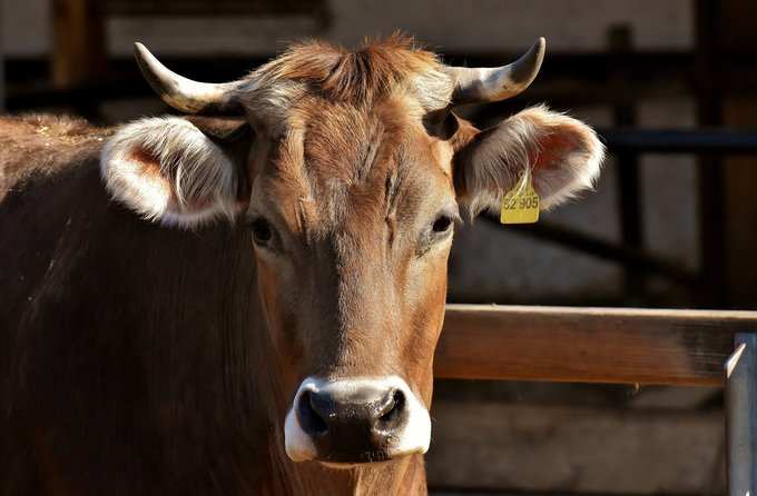 ​ಹಸುವಿಗೆ ಆಹಾರ ಕೊಡಿ