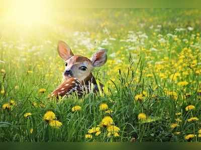 ಬೆಕ್ಕು ಮತ್ತು ಜಿಂಕೆಯ ಅದ್ಭುತ ಗೆಳೆತನ : ಮನಸ್ಸಿಗೆ ಹಿತ ನೀಡುತ್ತಾರೆ ಈ ಗೆಳೆಯರು