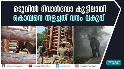 ഒടുവില്‍ റിവാള്‍ഡോ കൂട്ടിലായി; കൊമ്പനെ തളച്ചത് വനം വകുപ്പ്