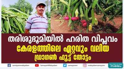 തരിശുഭൂമിയില്‍ ഹരിത വിപ്ലവം; കേരളത്തിലെ ഏറ്റവും വലിയ ഡ്രാഗണ്‍ ഫൂട്ട് തോട്ടം