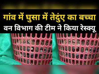Indore News : गांव में घुसा तेंदुए का बच्चा, ग्रामीणों में दहशत, वन विभाग की टीम ने किया रेस्क्यू