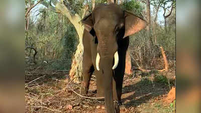 Gajraj: एका अधिकाऱ्याचा जीव घेणाऱ्या गजराज हत्तीला पकडण्यात यश