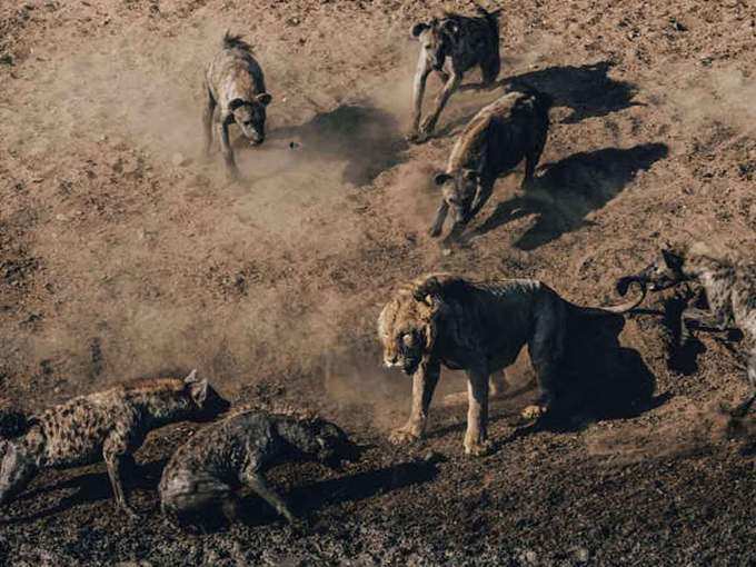 lion hyenas fight