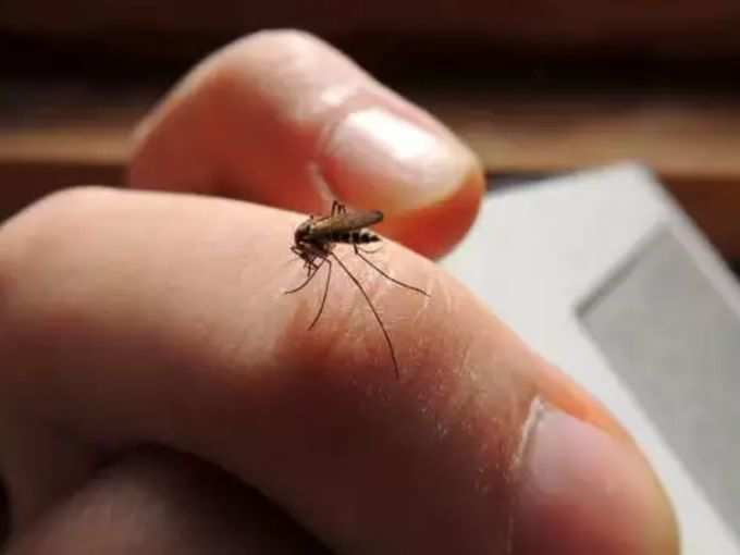 ​मच्छर के काटने से COVID-19 नहीं फैलता