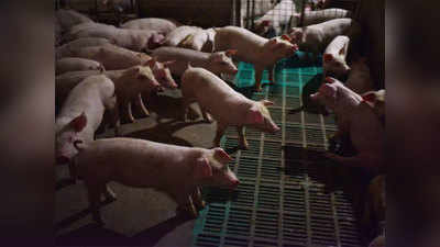 Mizoram News: मिजोरम में अफ्रीकन स्वाइन फीवर से 1700 से अधिक सुअरों की मौत, बीमारी अब भी काबू से बाहर