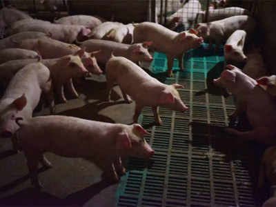 Mizoram News: मिजोरम में अफ्रीकन स्वाइन फीवर से 1700 से अधिक सुअरों की मौत, बीमारी अब भी काबू से बाहर