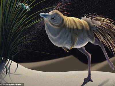 Shuvuuia Dinosaur: रेगिस्‍तान में रहता था यह मुर्गे जैसा अनोखा डायनासोर, घुप अंधेरे में भी करता था शिकार